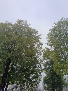 绿树成荫的清新户外景象