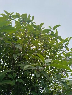 绿叶繁茂的树木