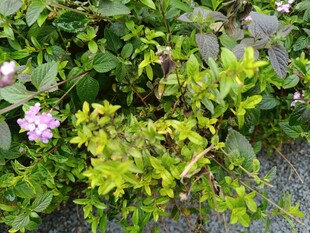 绿叶丛中绽放的粉色小花