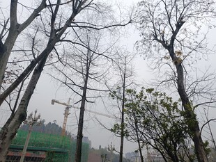 冬日枯树林景象