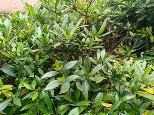 翠绿繁茂的植物景观