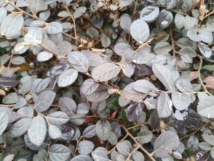 银灰色叶片植物特写