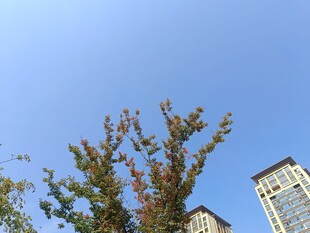 蓝天绿树旁的高楼