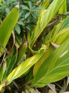 黄绿相间的斑斓植物叶片