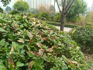 绿叶灌木旁的自然景致