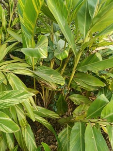 翠绿繁茂的热带植物景观