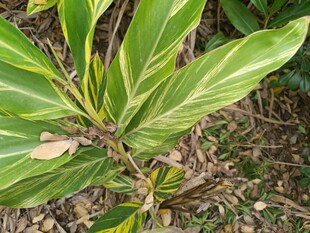 带黄斑的绿色植物叶片