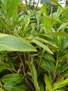 翠绿繁茂的植物叶片