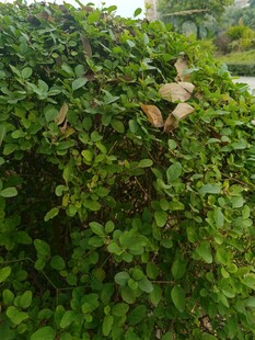 草丛中的小动物