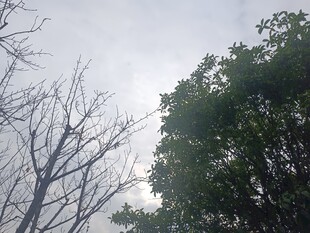 枯树与绿树的天空景象