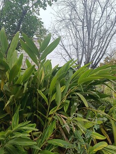 繁茂绿植与朦胧树木景观