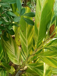 斑斓叶片植物特写