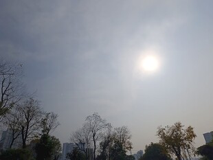 冬日暖阳下的树木景象