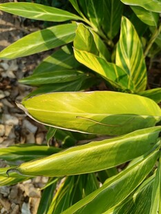 翠绿舒展的植物叶片