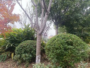 秋日园林中的树木与灌木