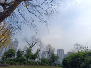 城市中的树木与绿植景观