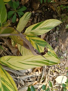 黄绿相间叶片植物特写