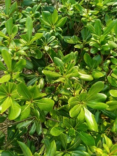 翠绿繁茂的灌木丛