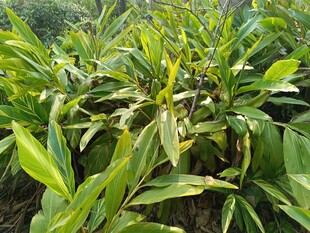 翠绿繁茂的植物景观