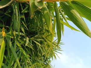 翠绿竹叶下的饱满竹笋