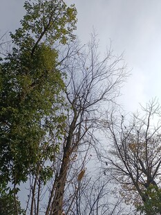 林间树木与天空景象