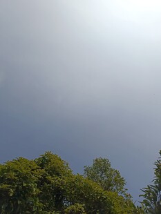 阳光下的葱郁绿树