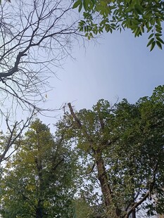 仰视林间树木与天空