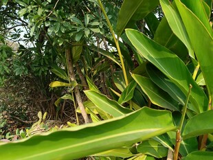 翠绿繁茂的热带植物景观