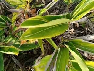 黄绿相间的植物叶片