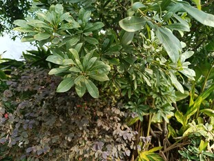 绿叶繁茂的植物景观