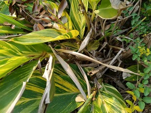 黄绿相间的斑斓植物叶片