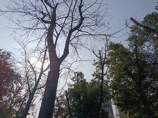 枯树挺立在葱郁树林间