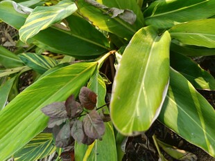 翠绿阔叶植物特写