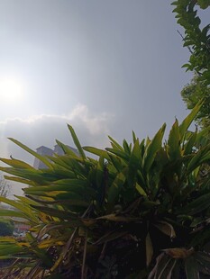 阳光下的葱郁绿植