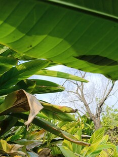 绿叶繁茂的自然植物景观