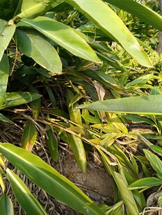 翠绿植物下的隐匿小动物