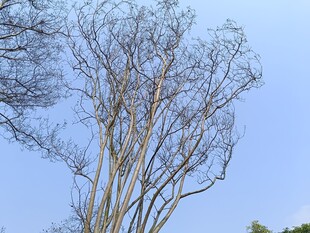 蓝天映衬下的光秃树木