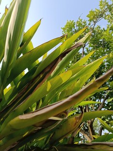 翠绿植物叶片特写
