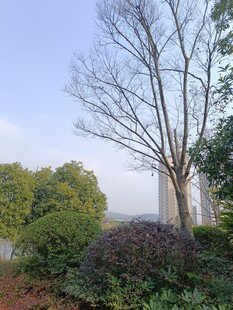 冬日城郊树木与绿植景观