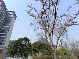 城市中光秃树木与高楼