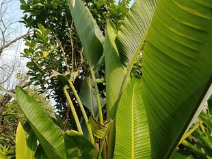 翠绿芭蕉叶的自然景致