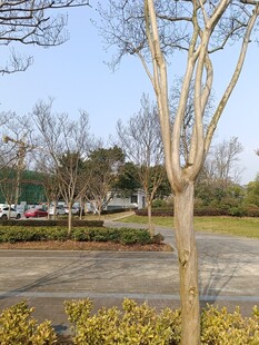 户外停车场旁的树木景观