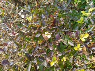 秋日多彩植物景观