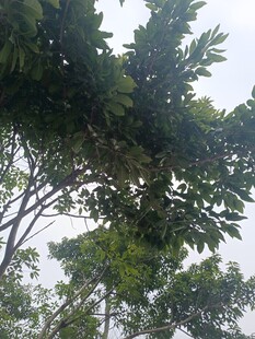 仰视繁茂枝叶的树木