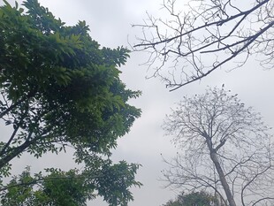 阴天中的繁茂与光秃树木