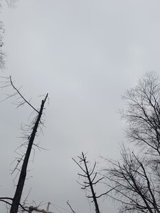 枯树林立的萧瑟景象