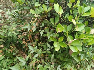 绿叶繁茂的植物景观