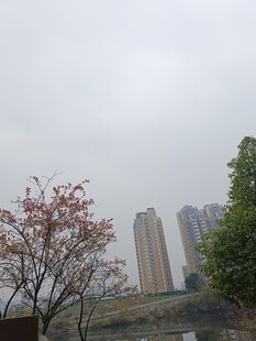 城市中绽放的繁花与高楼