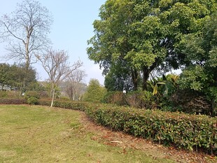 户外绿意盎然的园林景致