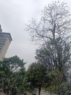 户外树木与建筑物景观